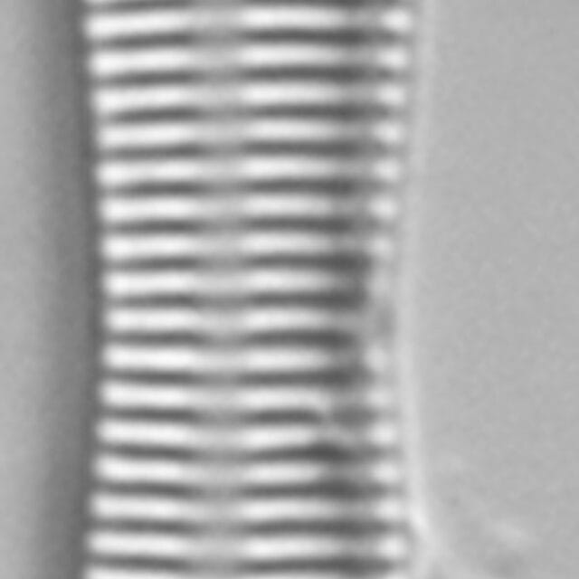 Tryblionella apiculata LM2