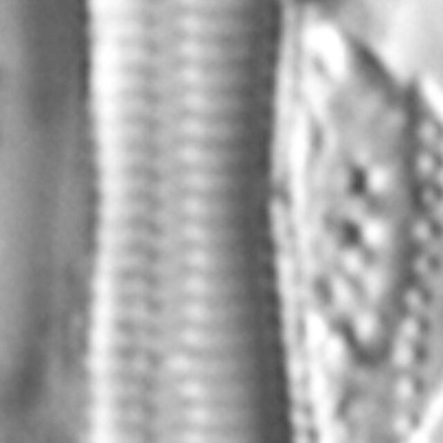 Tryblionella apiculata LM3