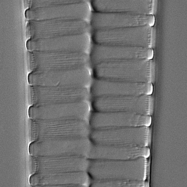 Boyer  G7 9  Lees Pond Bristol Ct  Sur Ter27B