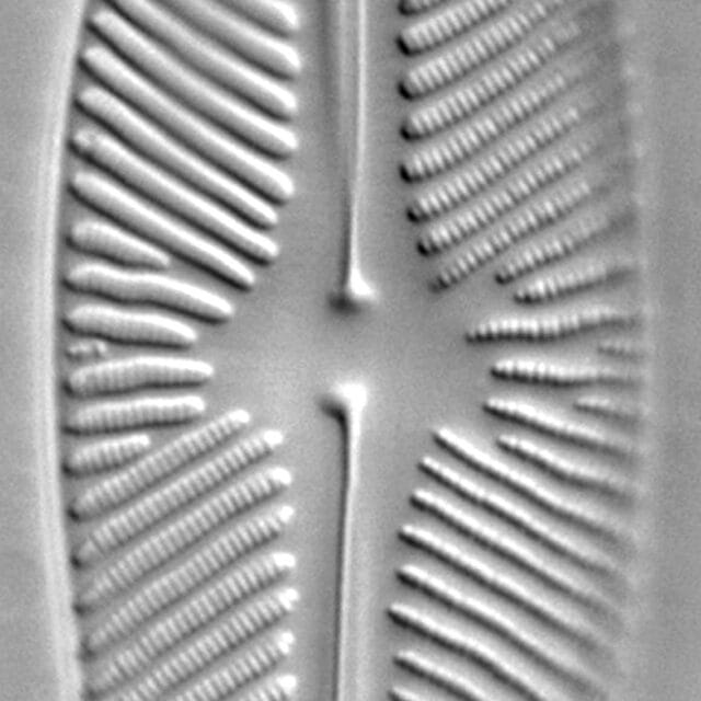 Navicula ludloviana LM6