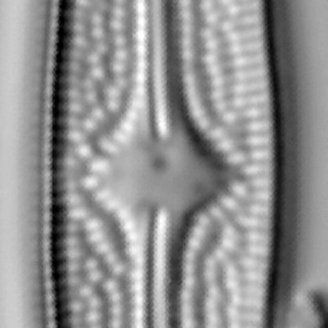 Brachysira confusa LM1