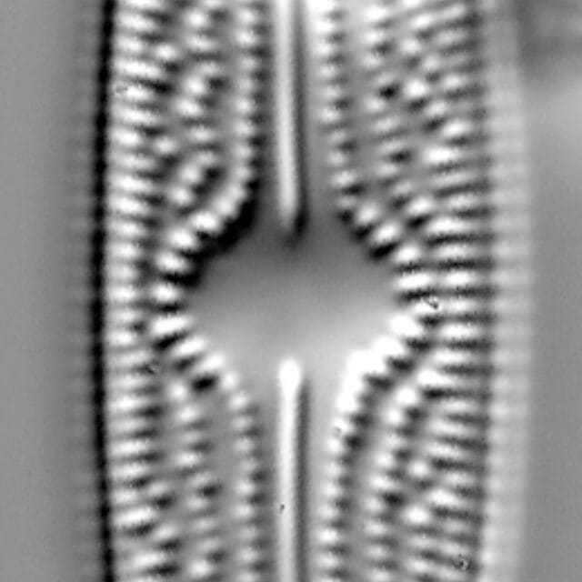 Brachysira confusa LM2