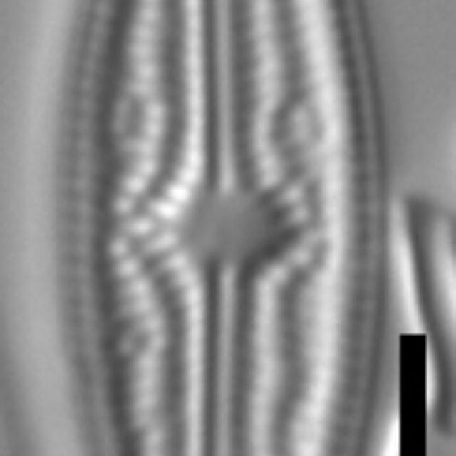 Brachysira elisabethiana 1 NPS 13296b