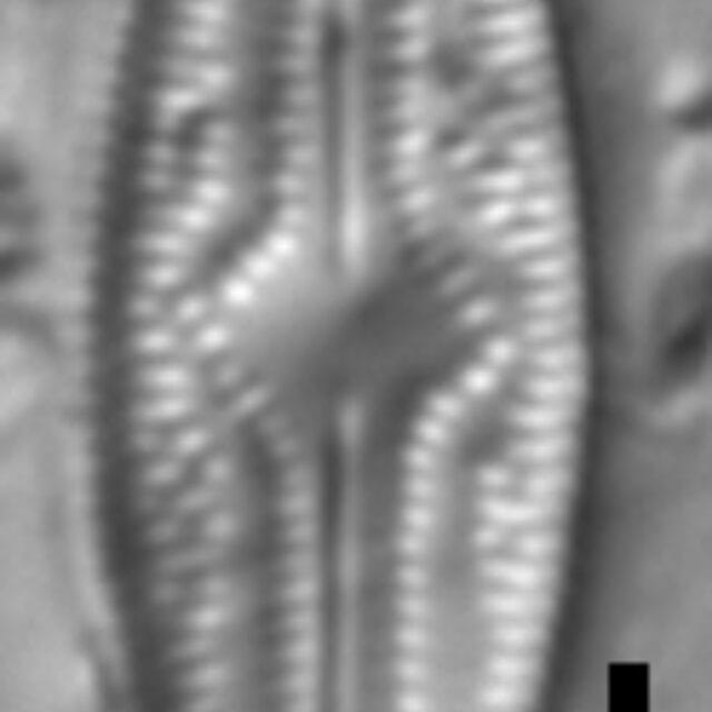 Brachysira elisabethiana 2 NPS 16226b