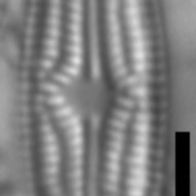 Brachysira elisabethiana 3 NPS 16226b