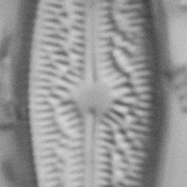 Brachysira elisabethiana Type Material 1 BR-4657