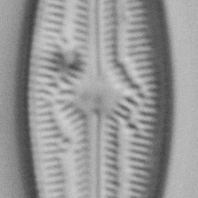 Brachysira elisabethiana Type Material 2 BR-4657