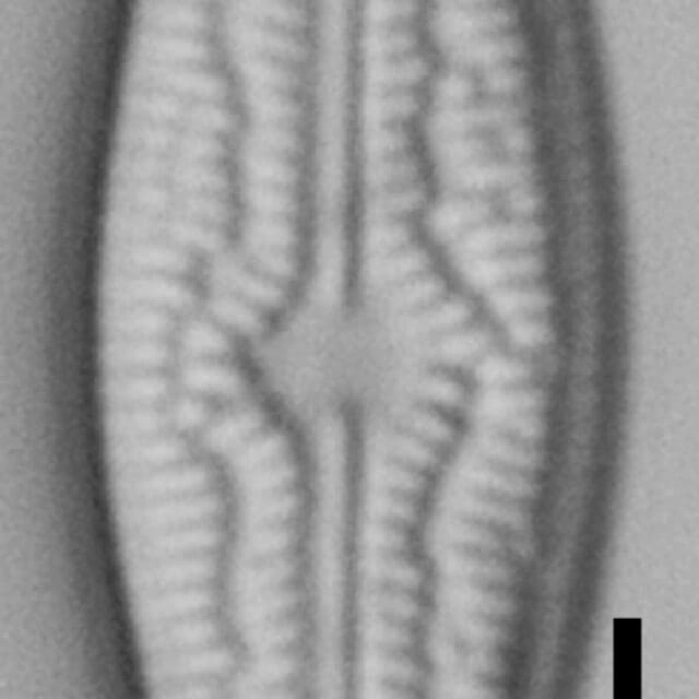 Brachysira elisabethiana Type Material 3 BR-4657