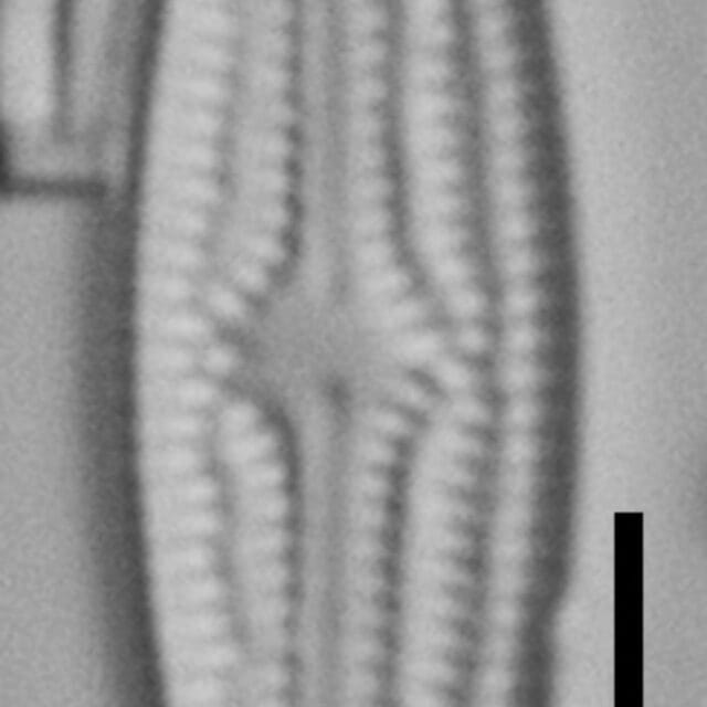 Brachysira elisabethiana Type Material 4 BR-4657