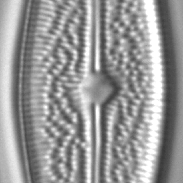 Brachysira arctoborealis LM1