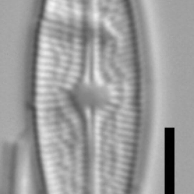 Brachysira brebissonii 1 NPS 13263b