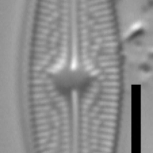 Brachysira brebissonii 2 NPS 13296b