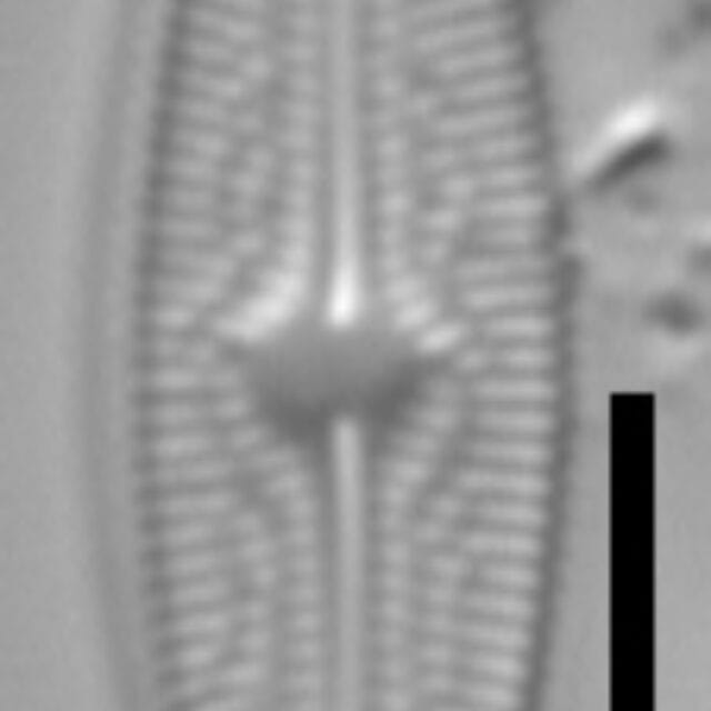 Brachysira brebissonii 2 NPS 13296b