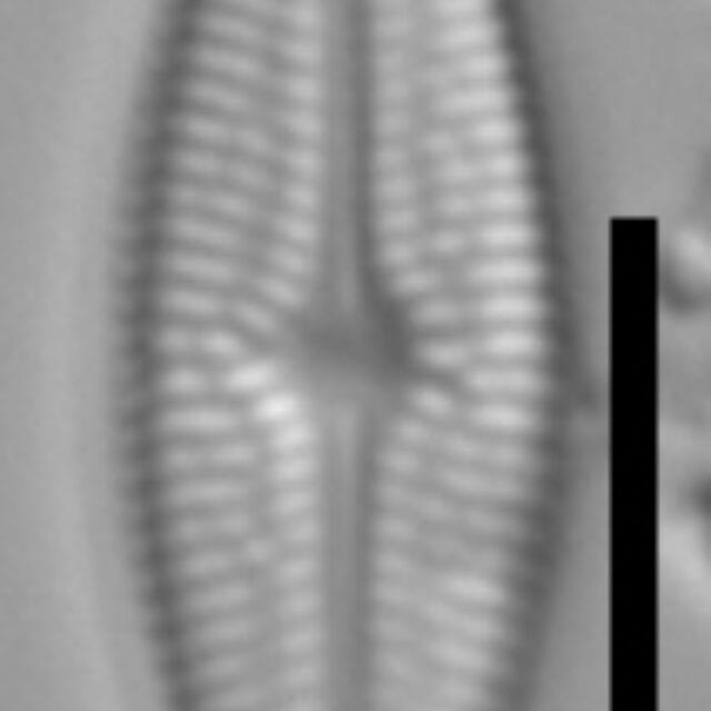 Brachysira brebissonii 3 NPS 13263b