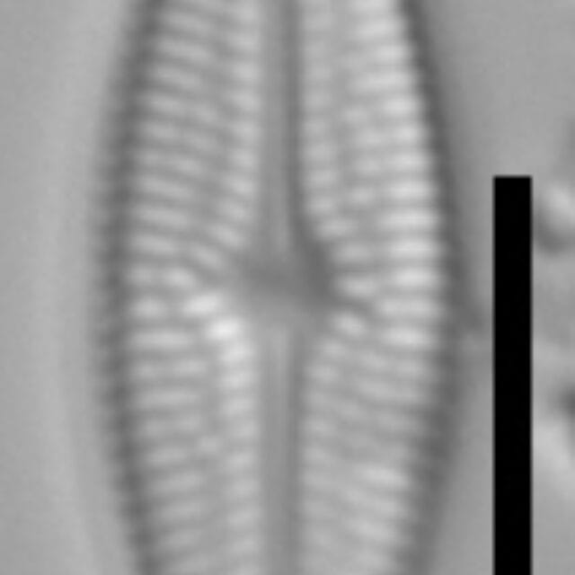 Brachysira brebissonii 3 NPS 13263b