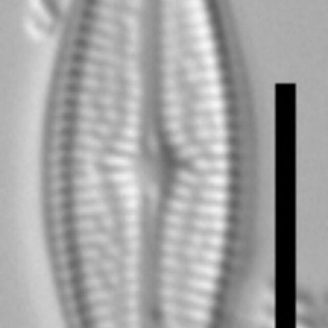 Brachysira brebissonii 4 NPS 13263b