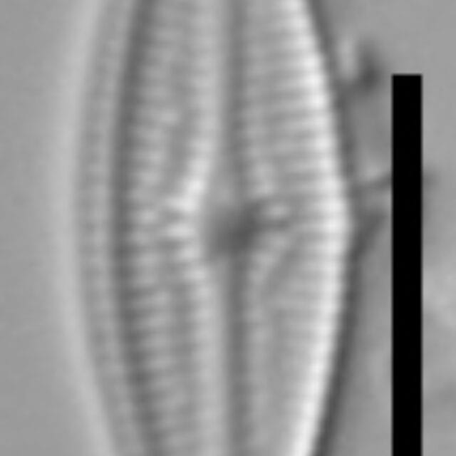 Brachysira brebissonii 5 NPS 13262b