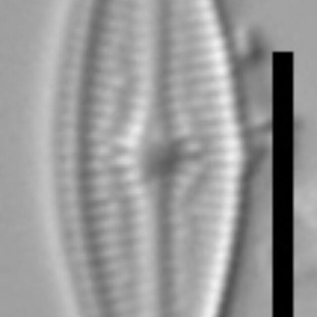 Brachysira brebissonii 5 NPS 13262b