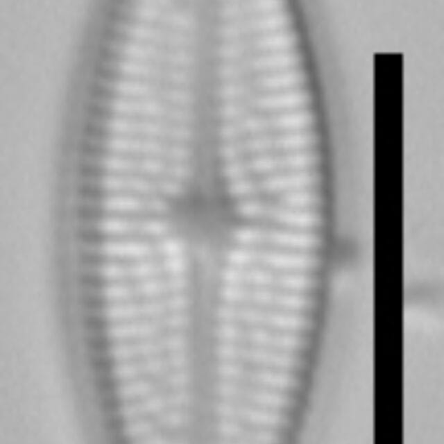 Brachysira brebissonii 6 NPS 13263b