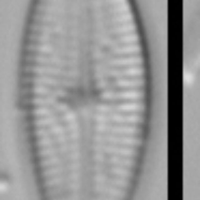 Brachysira brebissonii 7 NPS 13263b