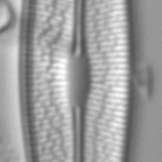 Brachysira chiaruccii 1 SMM 13296b