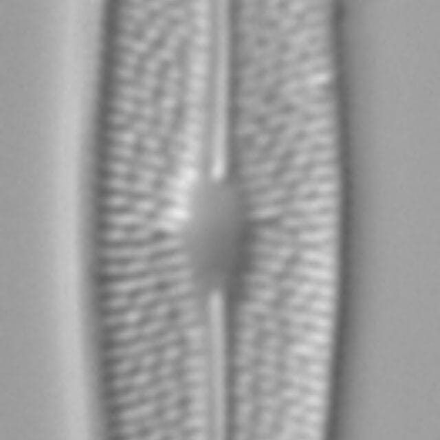 Brachysira chiaruccii 2 SMM 13296b