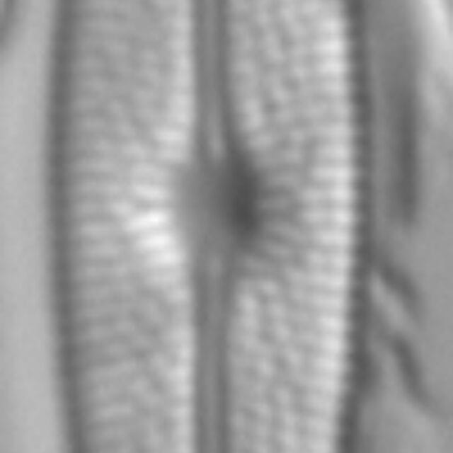 Brachysira chiaruccii 3 SMM 16226b