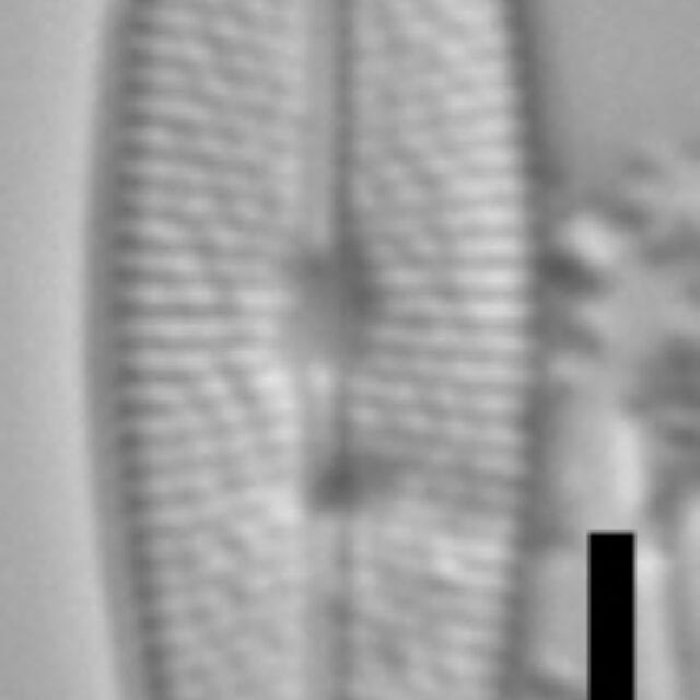 Brachysira chiaruccii 4 SMM 13296b