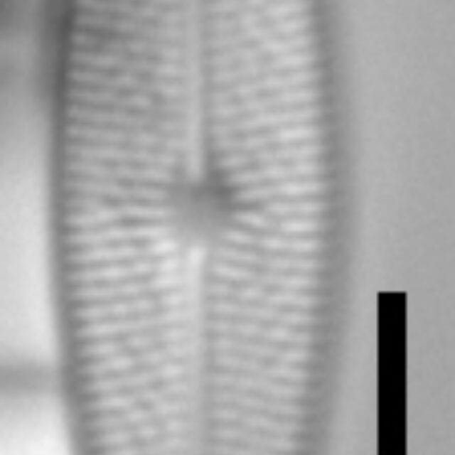 Brachysira chiaruccii 5 SMM 13296b