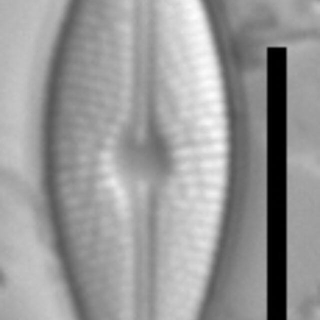 Brachysira chiaruccii 6 SMM 13296b