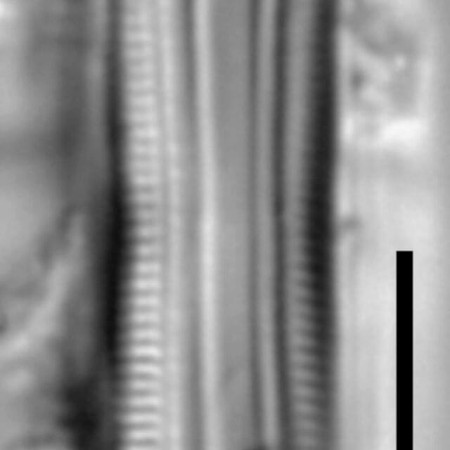 Brachysira confusa girdle view LA 32 1