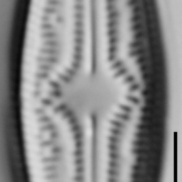 Brachysira elisabethiana 4 INSTAAR 15565a