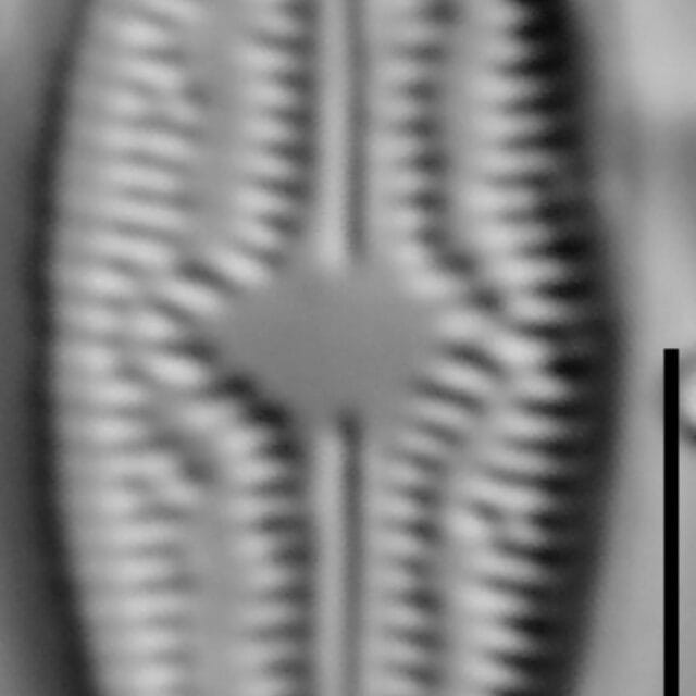 Brachysira elisabethiana 5 INSTAAR 15565a