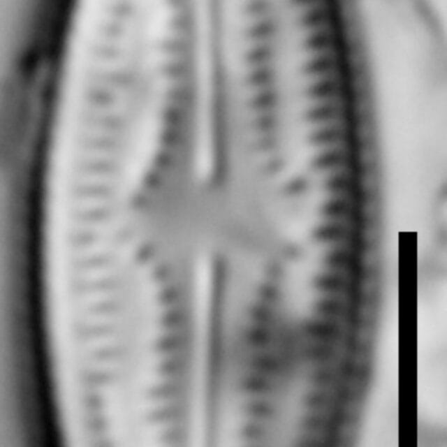 Brachysira elisabethiana 6 INSTAAR 15592a