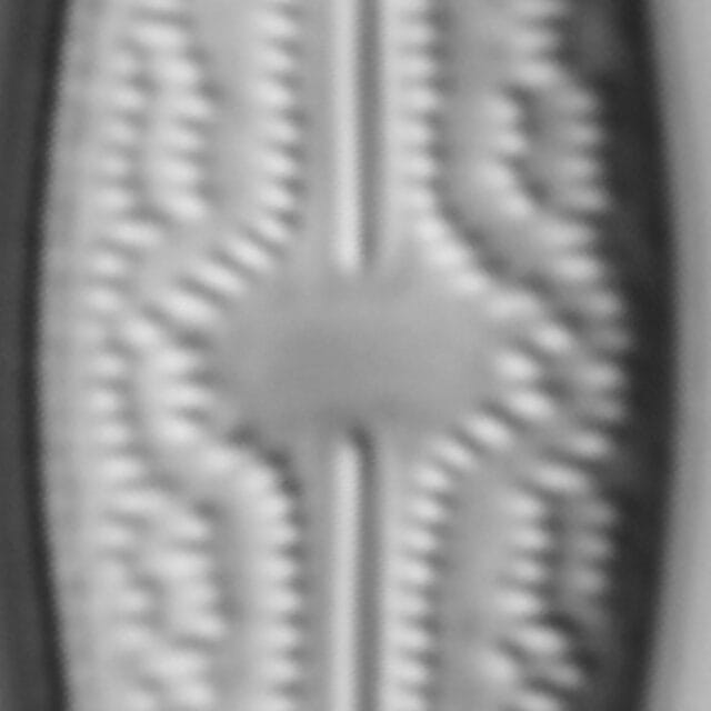 Brachysira elisabethiana 7 INSTAAR 15643a