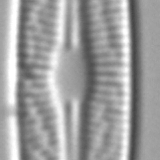 Brachysira ocalanensis LM3