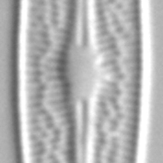 Brachysira ocalanensis LM4