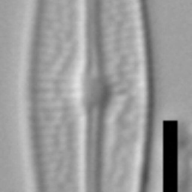 Brachysira neoexilis LM21