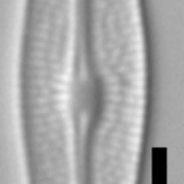 Brachysira neoexilis LM8