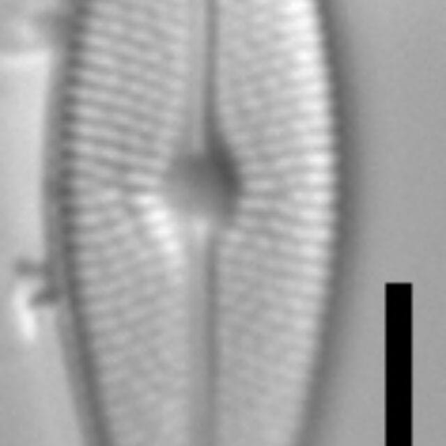 Brachysira vitrea 15 NPS 13296b