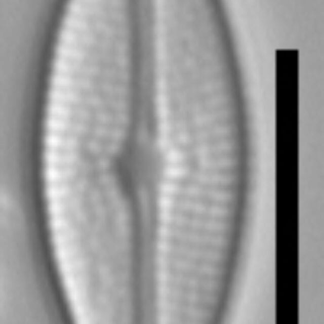 Brachysira vitrea 3 NPS 13296b