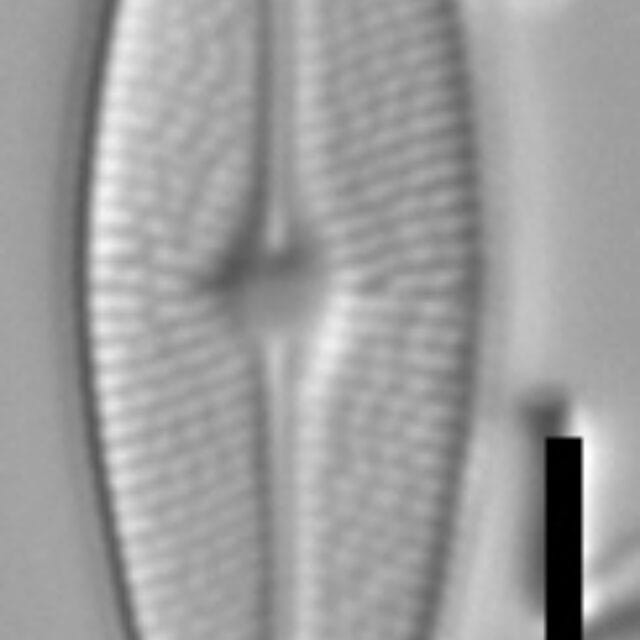 Brachysira vitrea 7 NPS 13296b