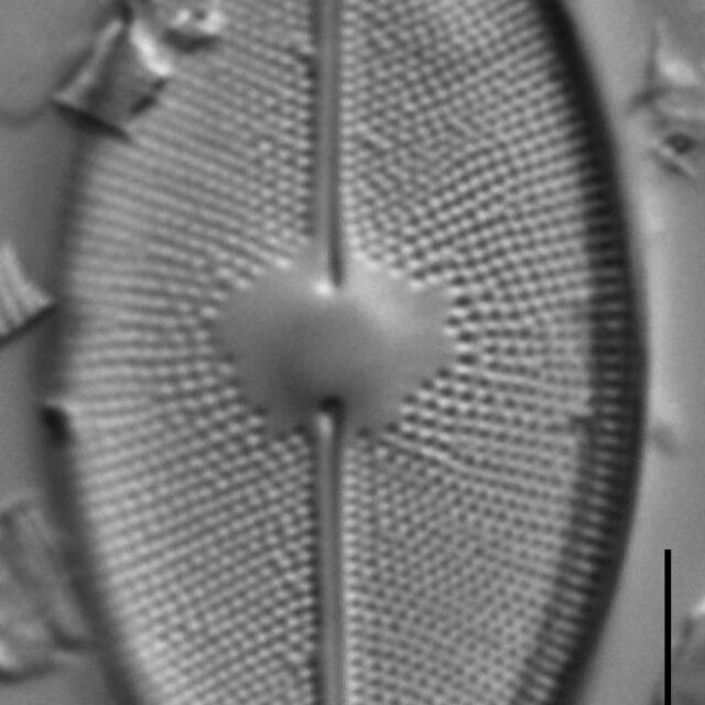 Cavinula maculata LM2