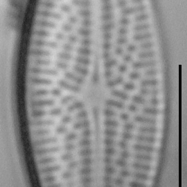 Brachysira brebissonii LM2