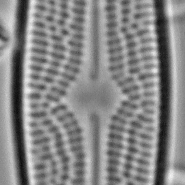 Bracysira neoacuta LM4