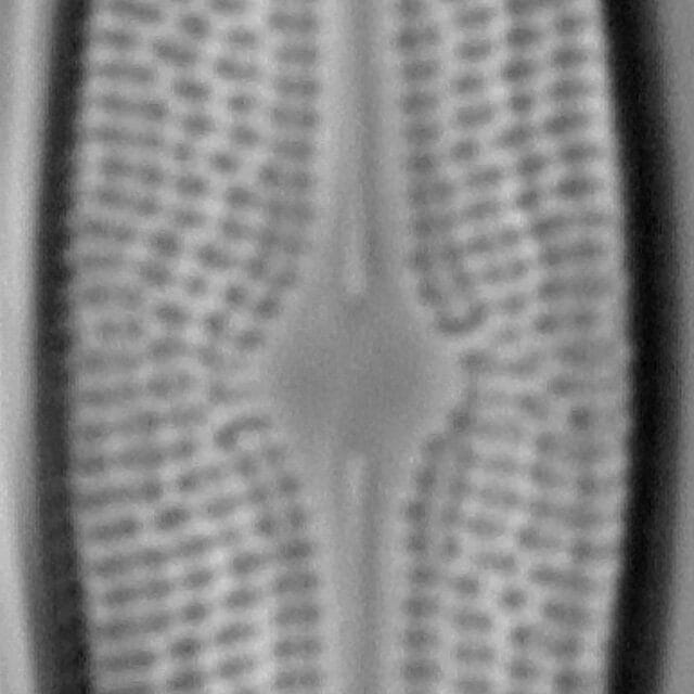 Bracysira neoacuta LM6