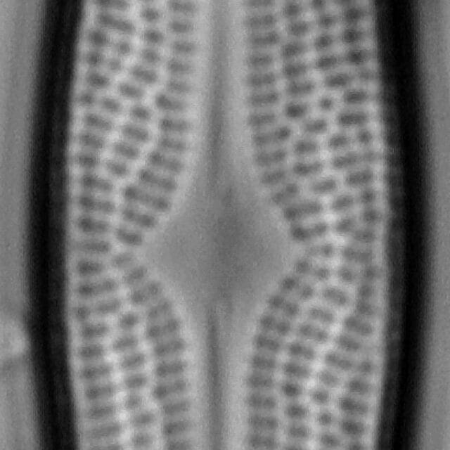 Bracysira neoacuta LM5