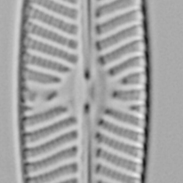 Navicula hintzii LM1