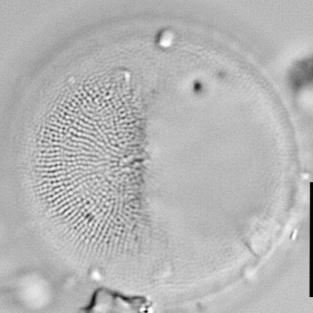 Thalassiosira gessneri LM5