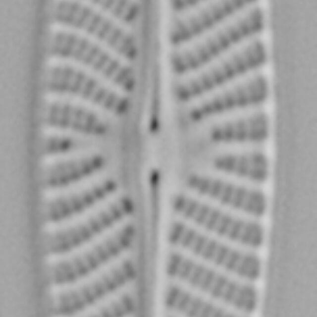 Navicula hintzii LM4